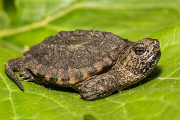 Common Snapping Turtle (Chelydra serpentina)