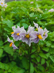 Potato top grass with blooming flower