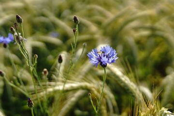 purple flowers in the field
