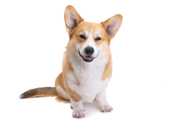 corgi portrait isolated