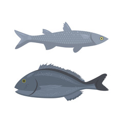 Vector illustration of sea or river fish dorado, pelengas, tuna.