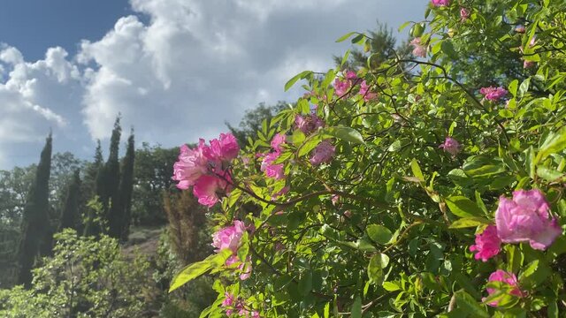 Lush bushes of pink roses against the sky.