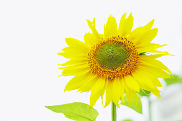 Fototapeta premium 向日葵