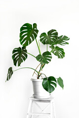 Monstera deliciosa or Swiss cheese plant in a white flower pot stands on a white pedestal on a white background.