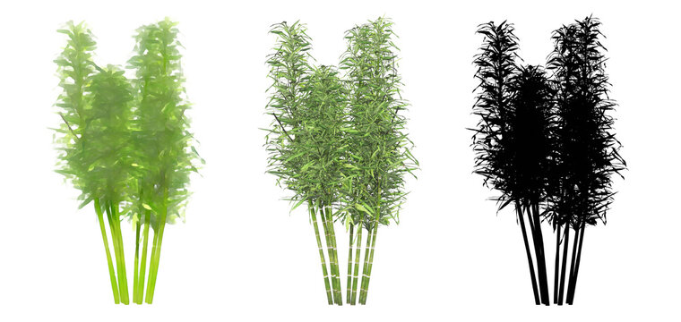 Set or collection of Bamboo trees, painted, natural and as a black silhouette on white background. Concept or conceptual 3d illustration for nature, ecology and conservation, strength