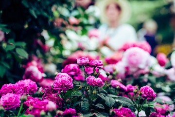 Pink roses on display at a garden show