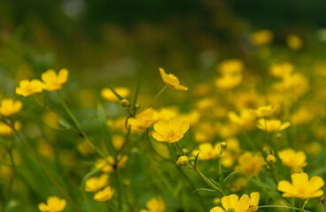 花の百名山火打山ミヤマゲンポウゲ