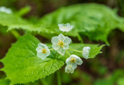 サンカヨウ Images Browse 106 Stock Photos Vectors And Video Adobe Stock