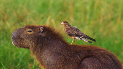 prairie dog in the grass