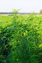 Obraz premium Cannabis bushes in the field. Legalization of marijuana concept.