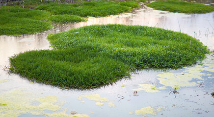 Isolated islands of grass in the middle of lake