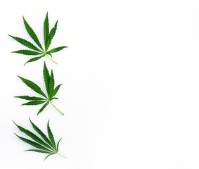 Obraz premium Cannabis leaves on a white background. Horizontal orientation, top view, copy space. Legalization of marijuana concept.