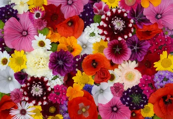 Poster Flowers wall background with amazing red,orange,pink,purple,green and white field  or wild flowers , Wedding decoration, hand made Beautiful flower wall background  © Basicmoments