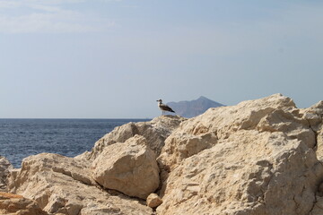seagull on the rocks near the sea landscape