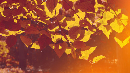 Banner autumn leaves with a blurred background for the design, yellow leaves with a light on a branch