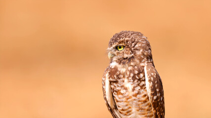 great horned owl on a branch