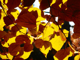 Banner autumn leaves with a blurred background for the design, yellow leaves with a light on a branch