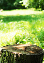 A stump in an autumn or summer forest as a podium for product design, a felled tree and a blurred...