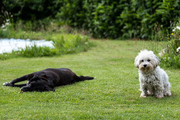 treue Freunde - Hunde