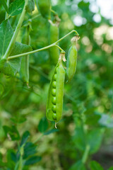 green peas growing on the farm