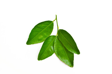 Lime lemon leaves stem Thai herb agriculture green plant on white background