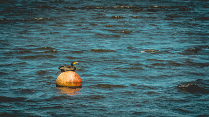Cormorant on a buoy on water