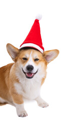 corgi in santa claus hat isolated