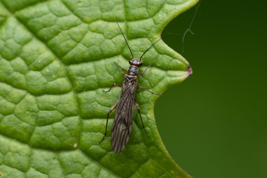 Closeup shot of a Thrips on a green leaf