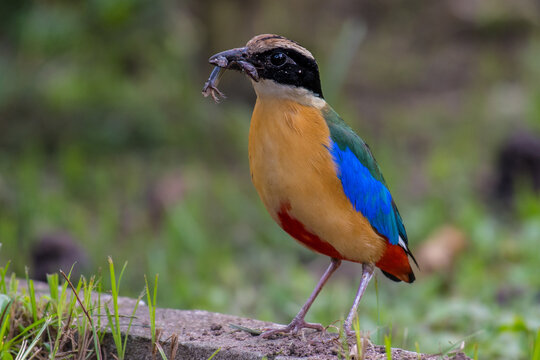 Blue-winged Pitta Find food to feed the baby.
