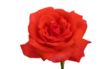 bright red rose isolated
