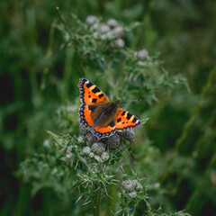 Fototapeta premium Small tortoiseshell butterfly on green background square image