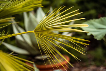 Closeup shot of a green palm branch