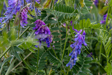 Close up of purple BAIKAL SKULLCAP flowers with green flowers in the background on a spring day