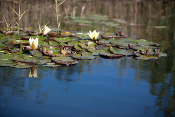 Water lilies floating on the surface of a clear water pond looks dreamy and beautiful.