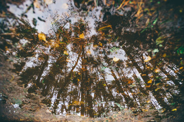 reflections forest but in the water