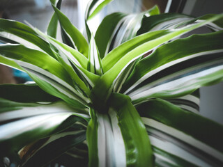 Close up arrangement of beautiful 
greenhouse succulent plants, easy care indoor plant photo of echeveria, cactus Home mini garden plants, care, hobby gardening. flower with thorns, housewife's hobby