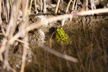 Green tree frog in a clear water pond looks dreamy and beautiful.