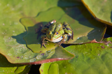 Green tree frog and water lilies on the surface of a clear water pond looks dreamy and beautiful.