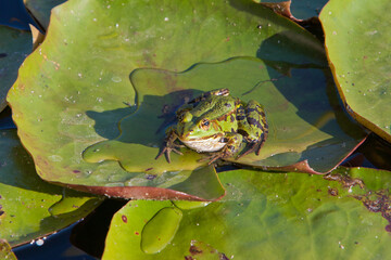 Green tree frog and water lilies on the surface of a clear water pond looks dreamy and beautiful.