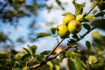 Apple branch with green apple