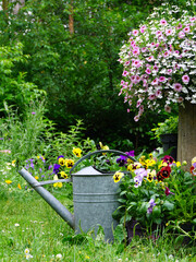Wild herb and field flowers with iron watering can. English cottage style gardening picture. Gardening concept of a rural garden. good for insects like bees en butterflies with wooden natural ladder  © Basicmoments