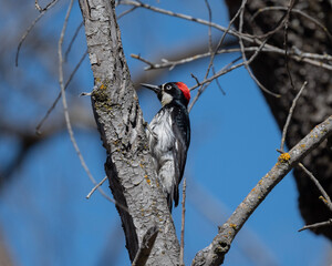 acorn woodpecker