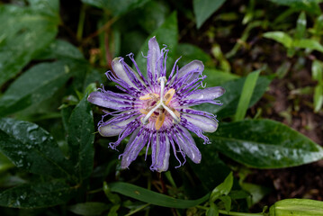 Closeup of Medicinal Purple Passionflower Blooming, Growing in Nature