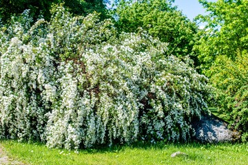Obraz premium Spirea bushes bloom in the spring in May 