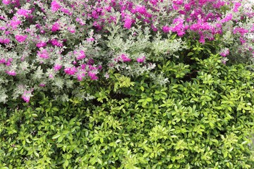 Ash bush, Purple sage or Silverleaf with green leaves of banyan Tree background