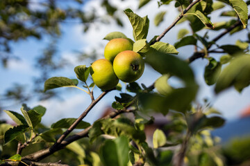 Organic apples on the branches