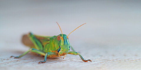 large blue-green locust close-up, horizontal macro photograph of the insect with free space for text