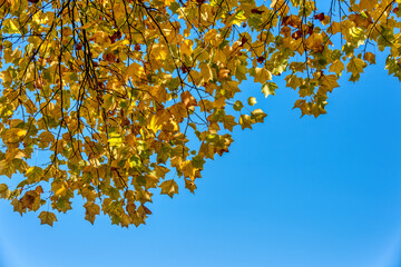 Yellow maple leaves of autumn season on blue sky background