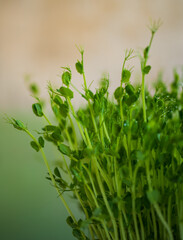 Pea microgreen sprouts close up
