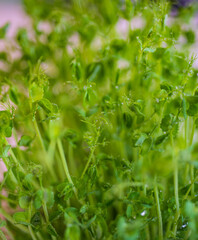 Pea microgreen sprouts close up